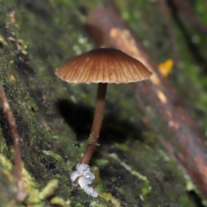 Mycena sp. at Tidbinbilla Nature Reserve - 13 Jul 2022