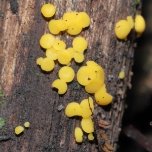 Bisporella citrina at Paddys River, ACT - 13 Jul 2022