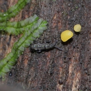 Bisporella citrina at Paddys River, ACT - 13 Jul 2022