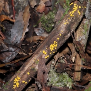 Bisporella citrina at Paddys River, ACT - 13 Jul 2022