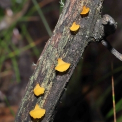 Heterotextus sp. at Paddys River, ACT - 13 Jul 2022