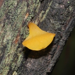 Heterotextus sp. at Paddys River, ACT - 13 Jul 2022