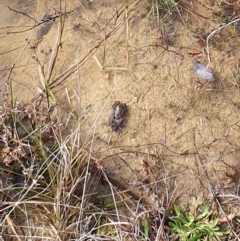 Crinia signifera (Common Eastern Froglet) at Gundaroo, NSW - 25 Jul 2022 by Gunyijan