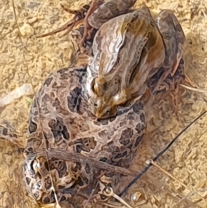 Crinia signifera at Gundaroo, NSW - 25 Jul 2022