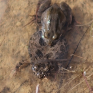 Crinia signifera at Gundaroo, NSW - 25 Jul 2022