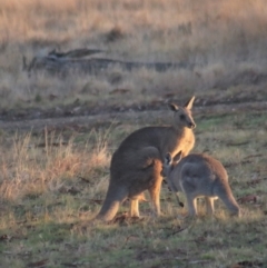 Macropus giganteus (Eastern Grey Kangaroo) at Gundaroo, NSW - 22 Jul 2022 by Gunyijan