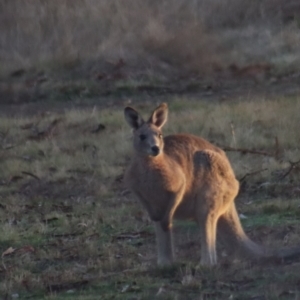 Macropus giganteus at Gundaroo, NSW - 23 Jul 2022 07:23 AM