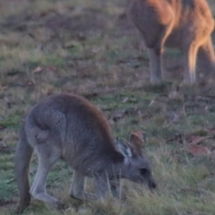 Macropus giganteus at Gundaroo, NSW - 23 Jul 2022 07:23 AM