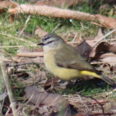 Acanthiza chrysorrhoa (Yellow-rumped Thornbill) at Gundaroo, NSW - 25 Jul 2022 by Gunyijan