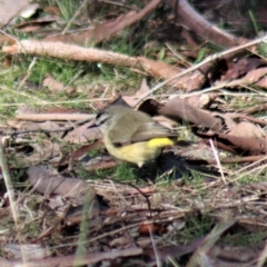 Acanthiza chrysorrhoa at Gundaroo, NSW - 25 Jul 2022 12:16 PM