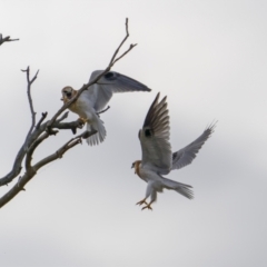 Elanus axillaris (Black-shouldered Kite) at Pialligo, ACT - 25 Jul 2022 by trevsci