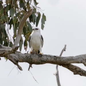 Elanus axillaris at Pialligo, ACT - 25 Jul 2022