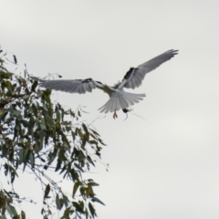 Elanus axillaris at Pialligo, ACT - 25 Jul 2022