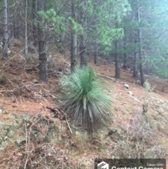 Xanthorrhoea glauca subsp. angustifolia (Grey Grass-tree) at Paddys River, ACT - 24 Jul 2022 by CFloodParks