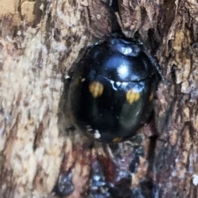 Paropsisterna octosignata (Eucalyptus leaf beetle) at Hughes, ACT - 19 Jul 2022 by ruthkerruish