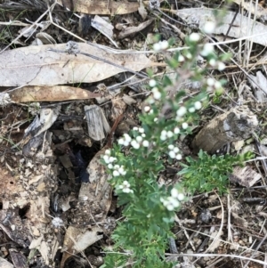 Cryptandra amara at Garran, ACT - 10 Jul 2022 03:10 PM