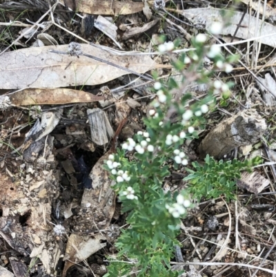 Cryptandra amara (Bitter Cryptandra) at Red Hill to Yarralumla Creek - 10 Jul 2022 by ruthkerruish