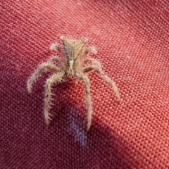 Sidymella hirsuta (Hairy crab spider) at Yass River, NSW - 25 Jul 2022 by SenexRugosus