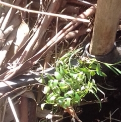 Asparagus asparagoides at Watson, ACT - 25 Jul 2022