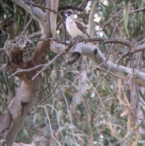 Philemon citreogularis at Urana, NSW - 25 Jul 2022