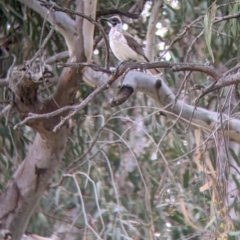 Philemon citreogularis (Little Friarbird) at Urana, NSW - 25 Jul 2022 by Darcy