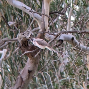 Philemon citreogularis at Urana, NSW - 25 Jul 2022 02:12 PM