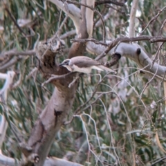 Philemon citreogularis at Urana, NSW - 25 Jul 2022 02:12 PM
