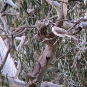 Philemon citreogularis at Urana, NSW - 25 Jul 2022 02:12 PM