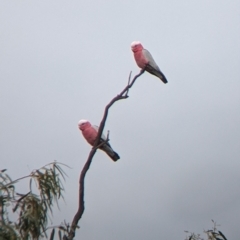 Eolophus roseicapilla (Galah) at Urana, NSW - 25 Jul 2022 by Darcy