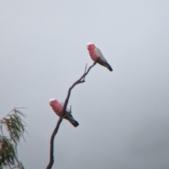 Eolophus roseicapilla at Urana, NSW - 25 Jul 2022