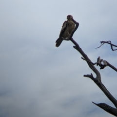 Haliastur sphenurus (Whistling Kite) at Urana, NSW - 25 Jul 2022 by Darcy