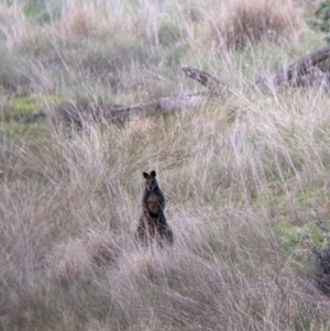 Wallabia bicolor at Urana, NSW - 25 Jul 2022 02:43 PM