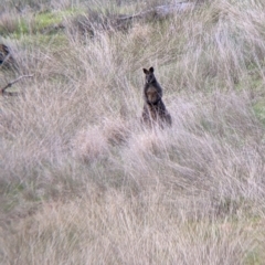 Wallabia bicolor at Urana, NSW - 25 Jul 2022 02:43 PM