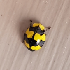 Illeis galbula (Fungus-eating Ladybird) at Isaacs, ACT - 25 Jul 2022 by MatthewFrawley