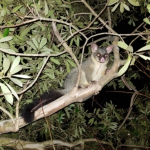 Trichosurus vulpecula at Kambah, ACT - 25 Jul 2022 05:55 PM