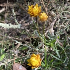 Xerochrysum viscosum (Sticky Everlasting) at Googong Reservoir - 23 Jul 2022 by Steve_Bok