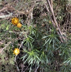 Xerochrysum viscosum at Burra, NSW - 23 Jul 2022 11:39 AM