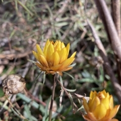 Xerochrysum viscosum at Burra, NSW - 23 Jul 2022 11:39 AM