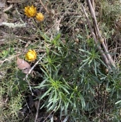 Xerochrysum viscosum at Burra, NSW - 23 Jul 2022