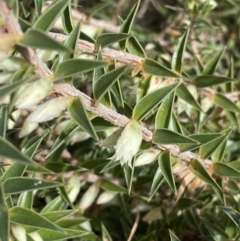 Melichrus urceolatus (Urn Heath) at QPRC LGA - 23 Jul 2022 by Steve_Bok