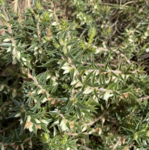 Melichrus urceolatus at Burra, NSW - 23 Jul 2022