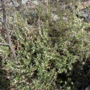 Melichrus urceolatus at Burra, NSW - 23 Jul 2022