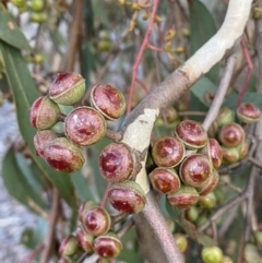 Eucalyptus macrorhyncha (Red Stringybark) at Queanbeyan West, NSW - 25 Jul 2022 by SteveBorkowskis