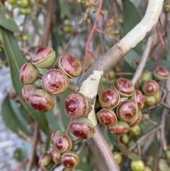 Eucalyptus macrorhyncha (Red Stringybark) at Queanbeyan West, NSW - 25 Jul 2022 by Steve_Bok