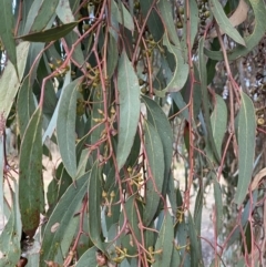 Eucalyptus macrorhyncha at Queanbeyan West, NSW - 25 Jul 2022
