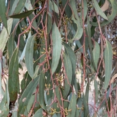 Eucalyptus macrorhyncha at Queanbeyan West, NSW - 25 Jul 2022 04:37 PM