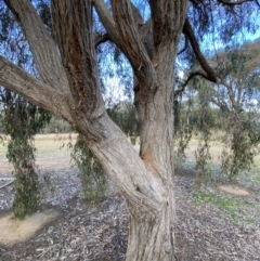 Eucalyptus macrorhyncha at Queanbeyan West, NSW - 25 Jul 2022