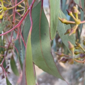 Eucalyptus macrorhyncha at Queanbeyan West, NSW - 25 Jul 2022 04:37 PM