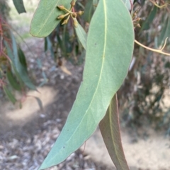 Eucalyptus macrorhyncha at Queanbeyan West, NSW - 25 Jul 2022 04:37 PM