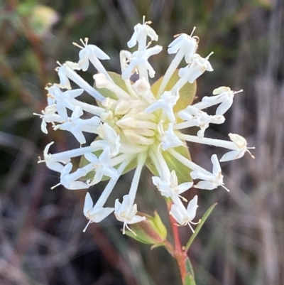 Pimelea linifolia subsp. linifolia (Queen of the Bush, Slender Rice-flower) at Queanbeyan West, NSW - 25 Jul 2022 by SteveBorkowskis